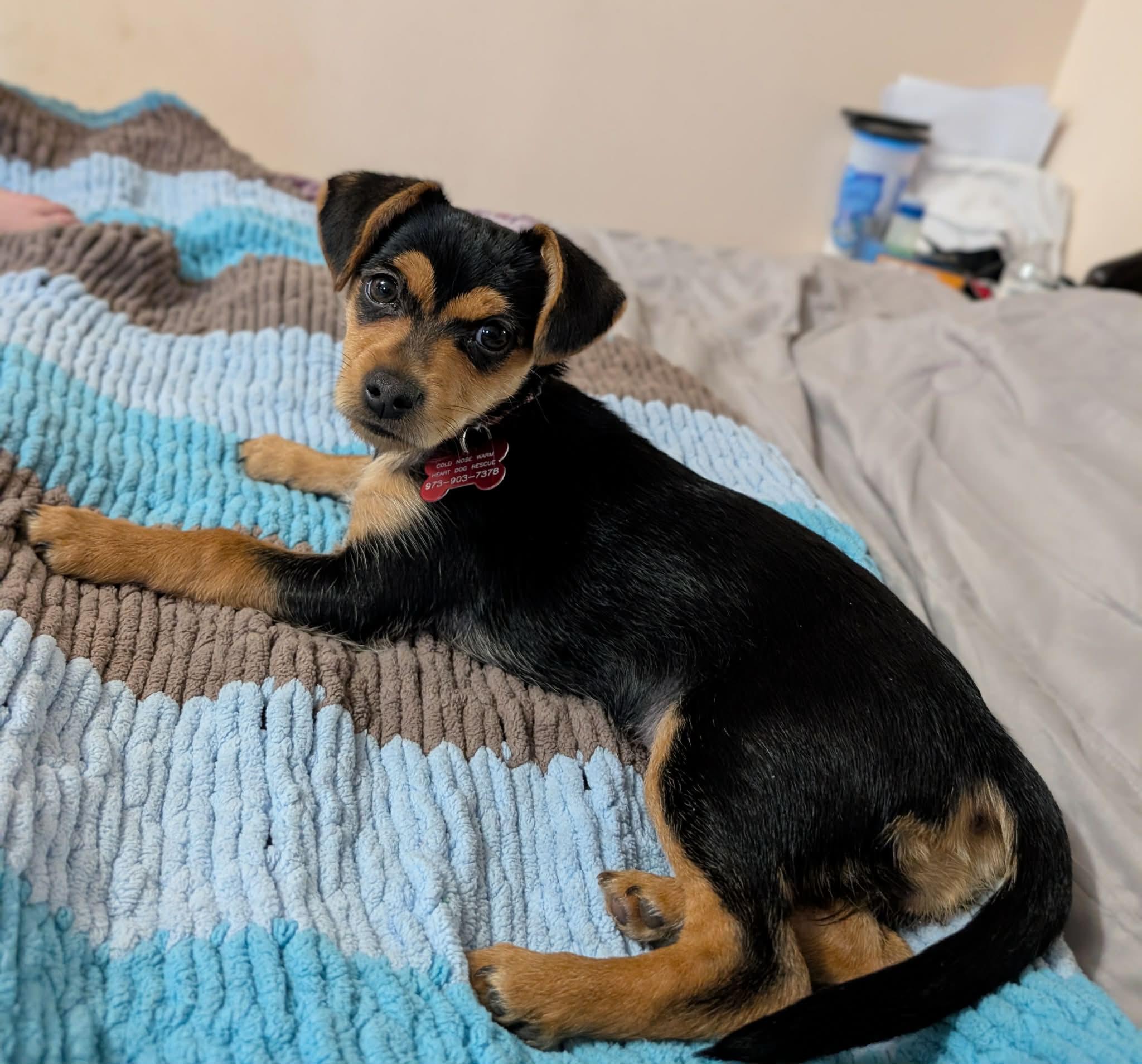 Pippa , ADOPTABLE, Puppy Female Chihuahua.