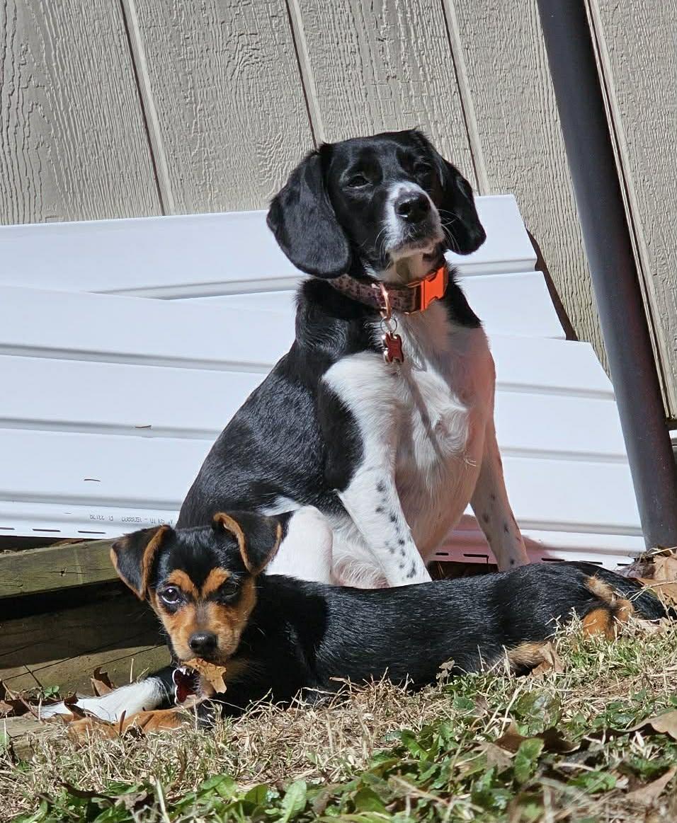 Enlarge Pippa , a ADOPTABLE mixed breed in Succasunna, NJ image 3/3