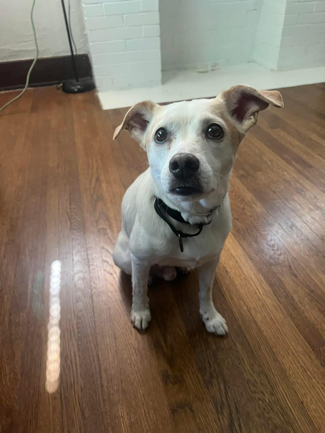 T-Bone, Adopted, Senior Male Jack Russell Terrier.