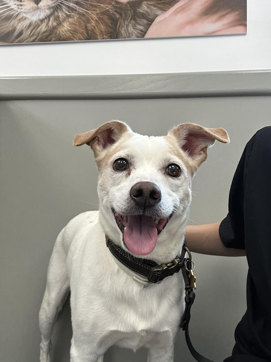 Enlarge T-Bone, a Adopted mixed breed in Oklahoma City, OK image 2/4