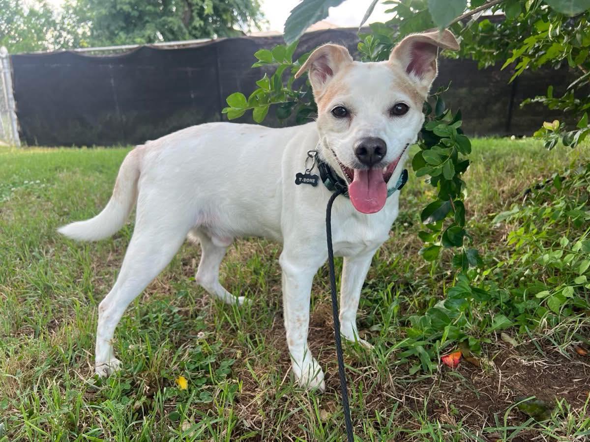 Enlarge T-Bone, a Adopted mixed breed in Oklahoma City, OK image 3/4