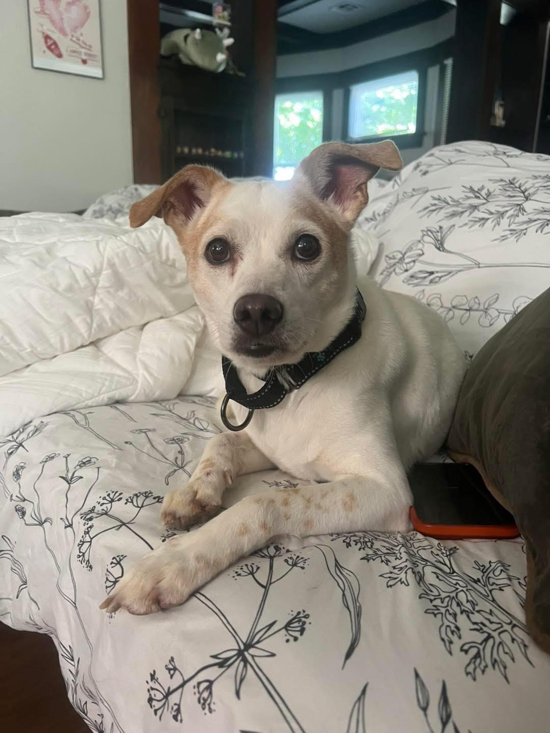 Enlarge T-Bone, a Adopted mixed breed in Oklahoma City, OK image 4/4