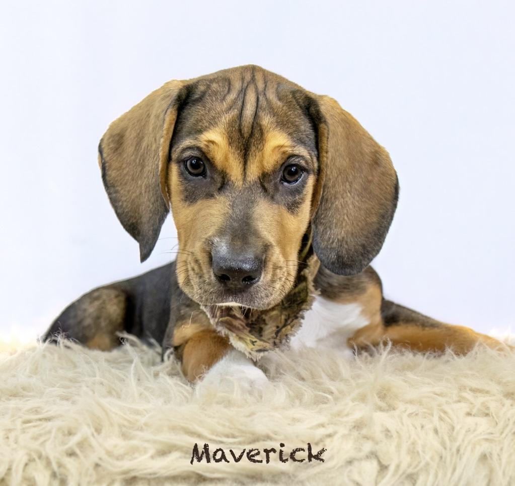 Maverick 1