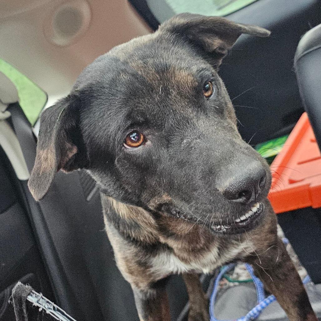 Enlarge Rita Ripley, a Adoptable Catahoula Leopard Dog in mount vernon, AR image 1/1