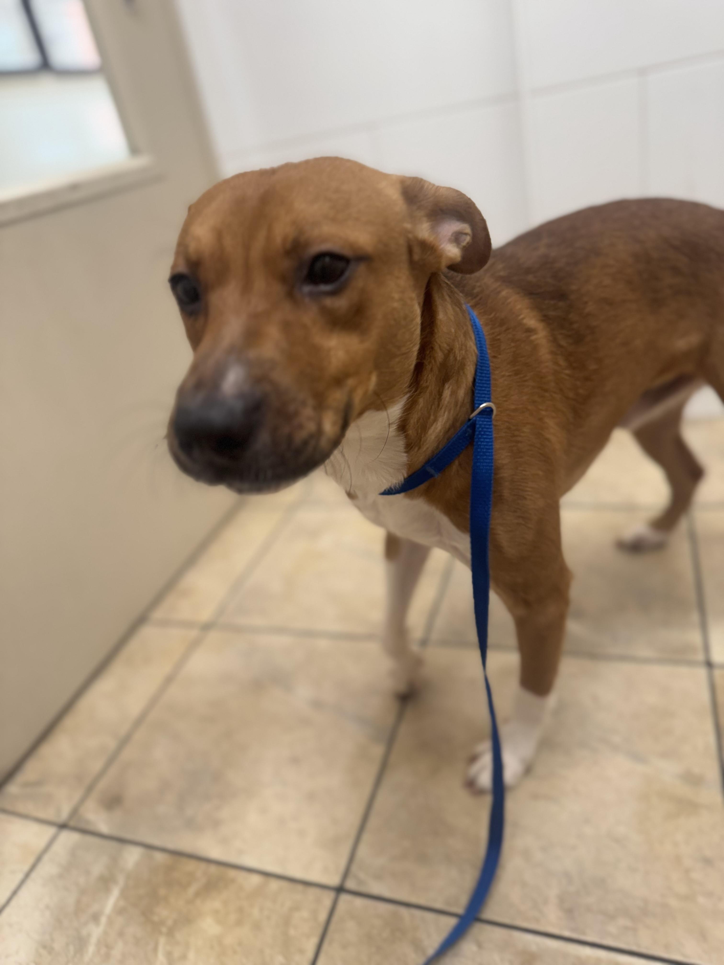 Enlarge Nash, a Adoptable mixed breed in Philadelphia, PA image 6/6