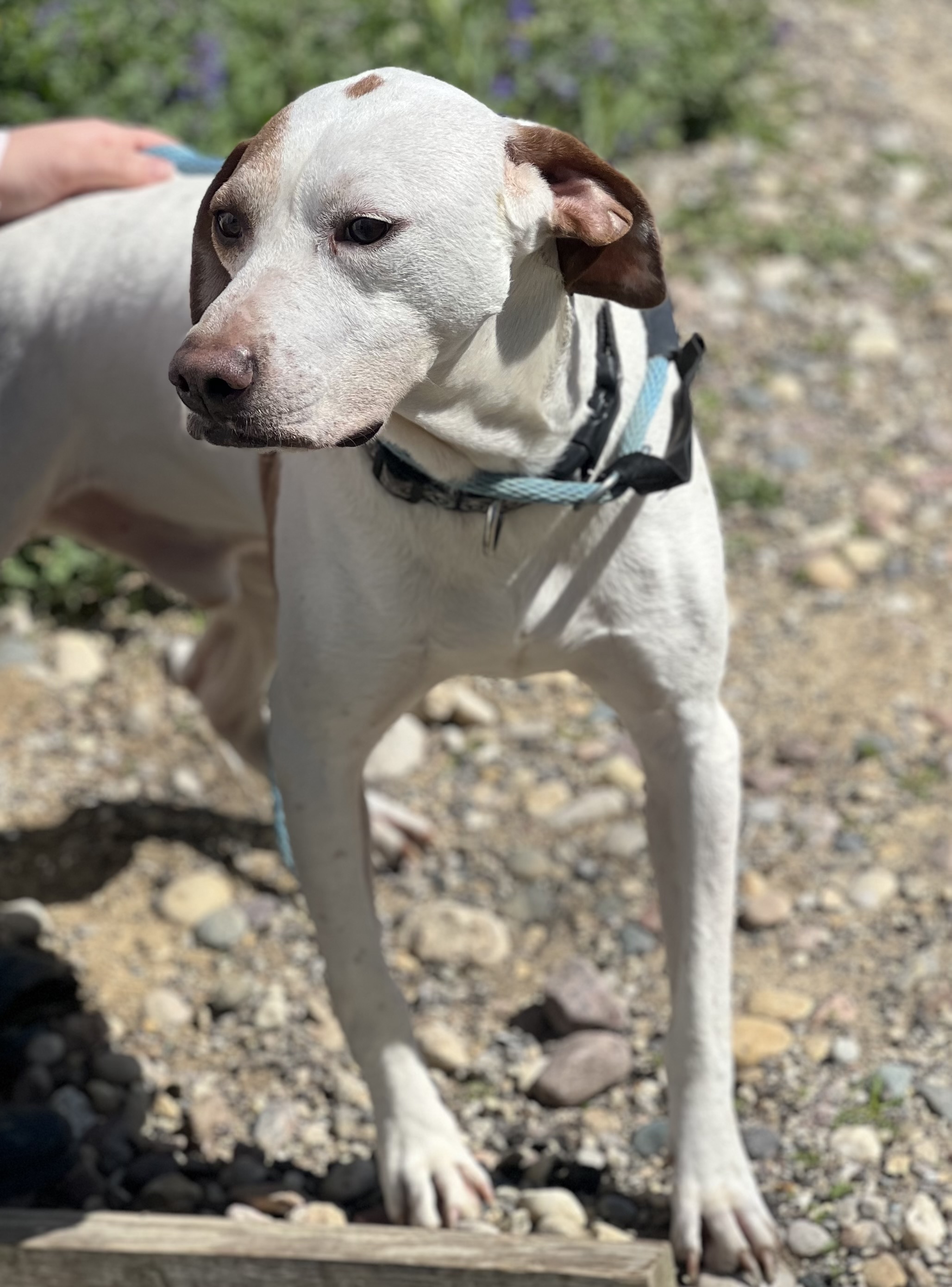 Doug, a Adoptable Pointer in Barrington Hills, IL image 5/5