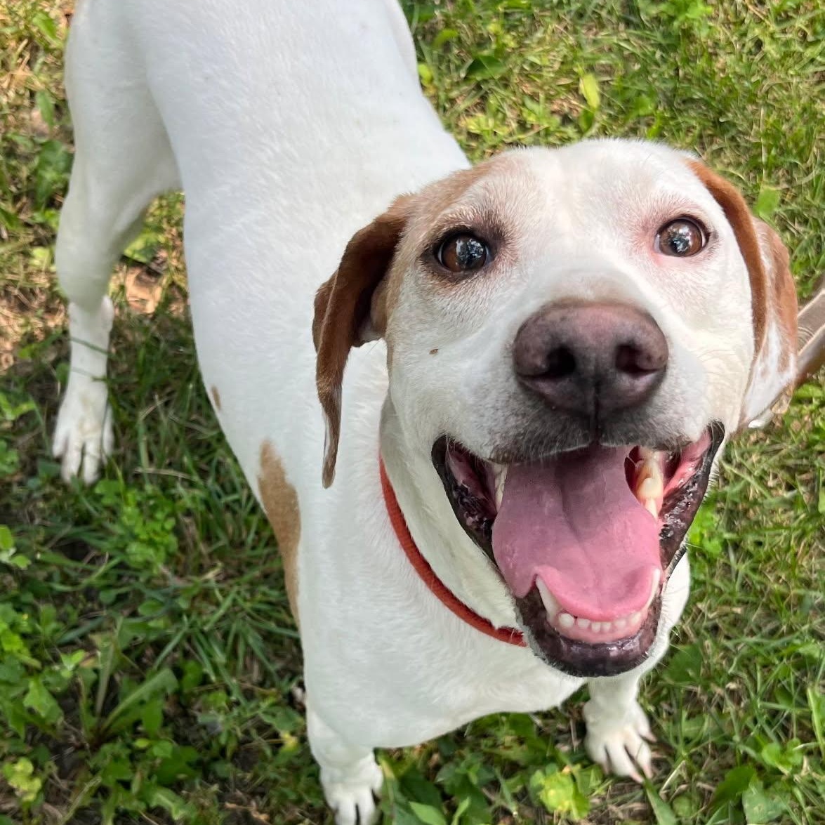 Doug, a Adoptable Pointer in Barrington Hills, IL image 3/5