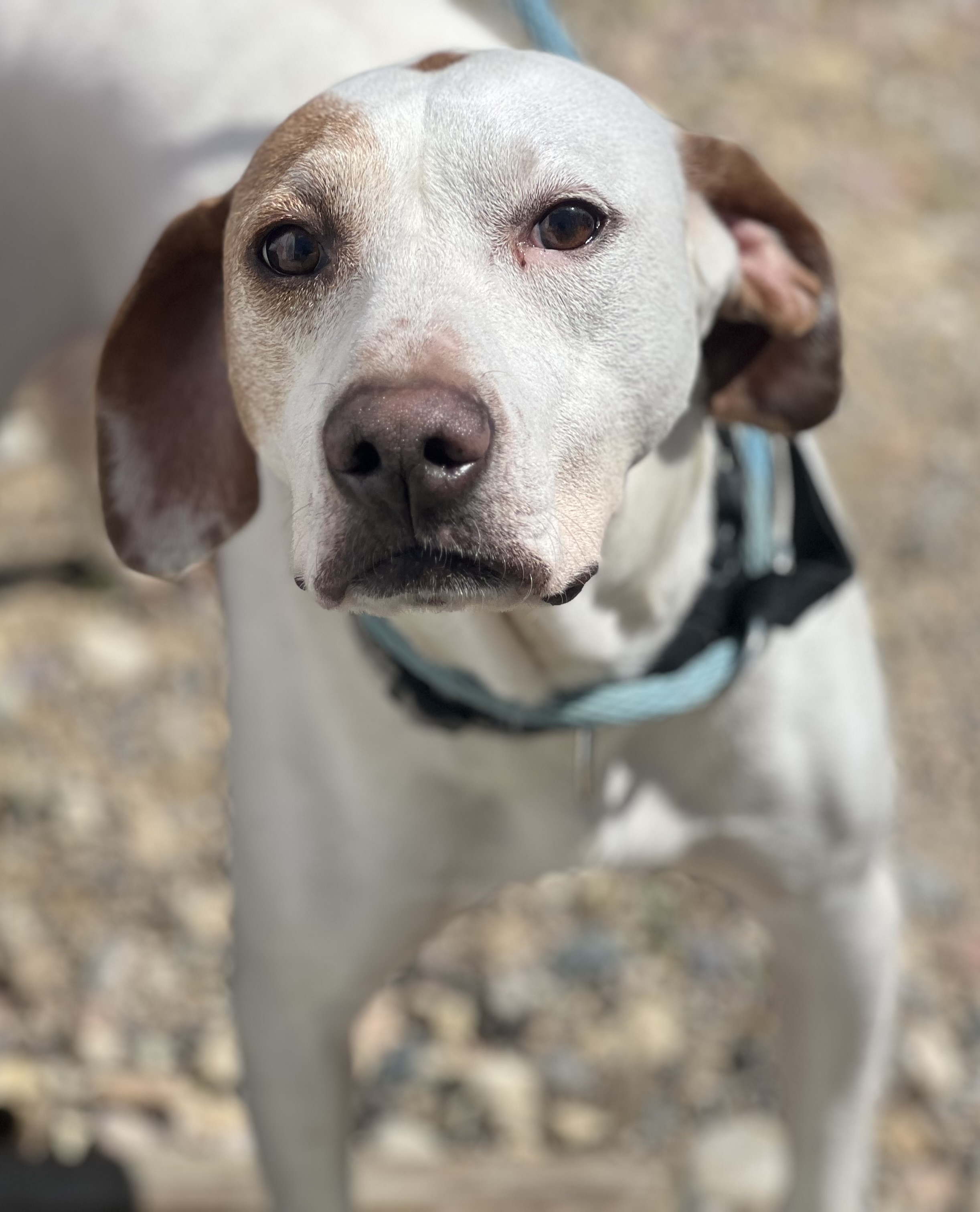 Doug, a Adoptable Pointer in Barrington Hills, IL image 1/5