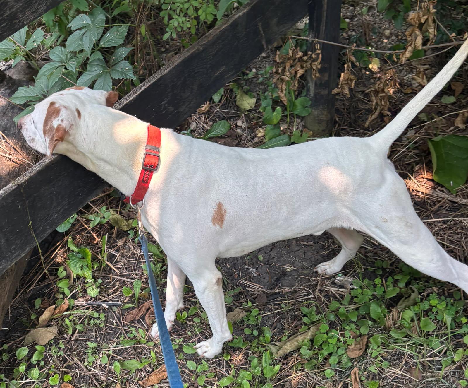 Doug, a Adoptable Pointer in Barrington Hills, IL image 4/5