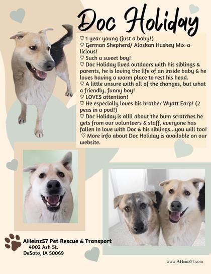 Enlarge Doc Holiday bonded to Wyatt Earp, a Adoptable mixed breed in De Soto, IA image 3/3