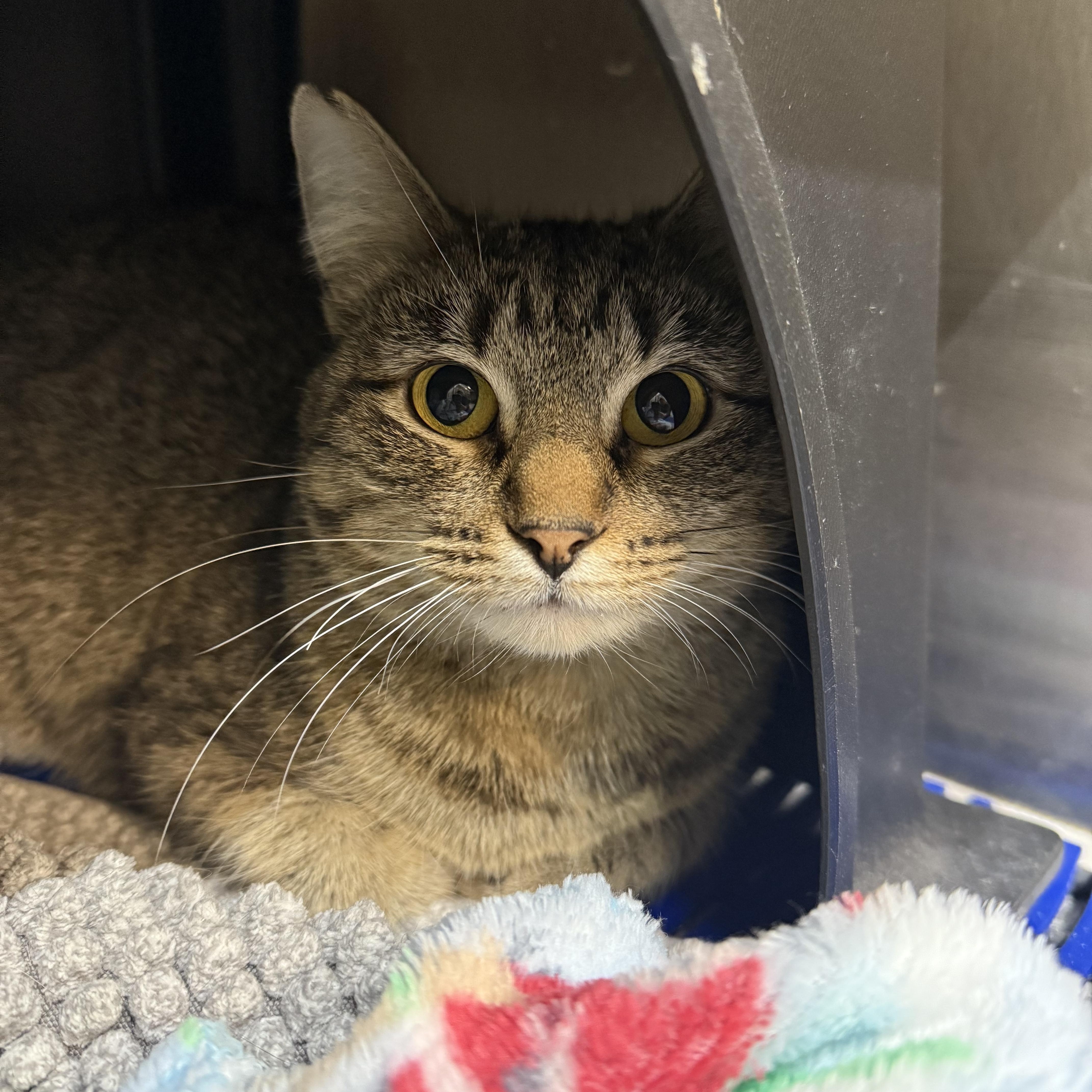 Precious, an adopted Domestic Short Hair in Richmond, MO_image-1
