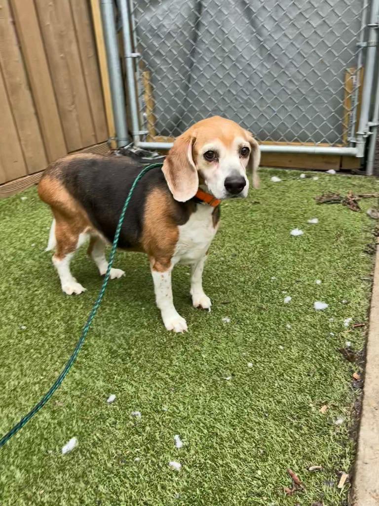 Suzie, a Adoptable Beagle in Liverpool, NY image 1/2
