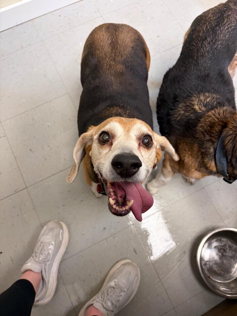Suzie, a Adoptable Beagle in Liverpool, NY image 2/2