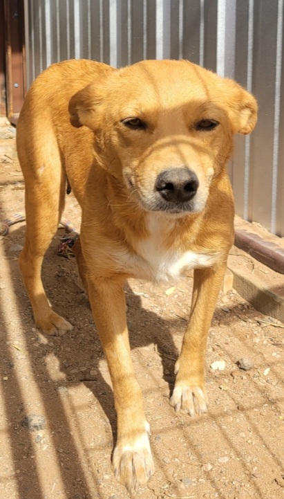 Enlarge Lily, a Adoptable Mixed Breed in Santa Rosa, NM image 1/1