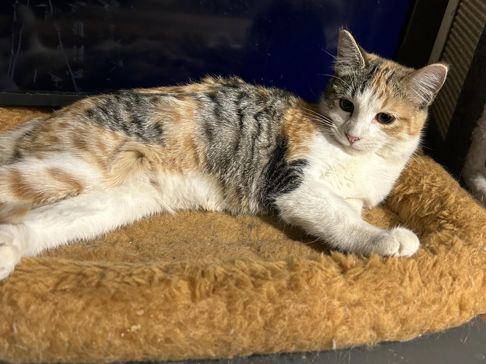 Pebbles, ADOPTABLE, Young Female American Shorthair.