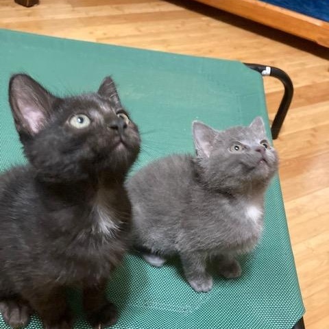 Enlarge KITTENS - five from 4 groups, a Adoptable mixed breed in Watkinsville, GA image 2/4