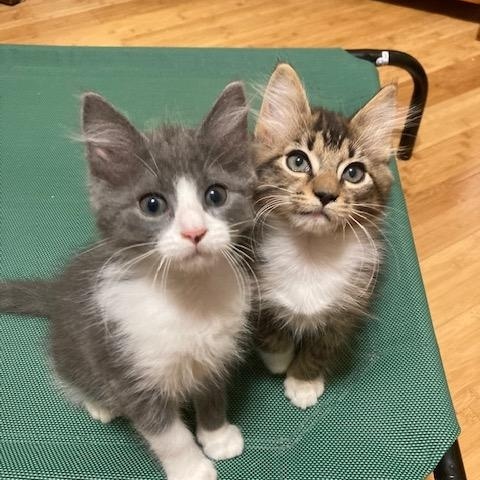 Enlarge KITTENS - five from 4 groups, a Adoptable mixed breed in Watkinsville, GA image 3/4