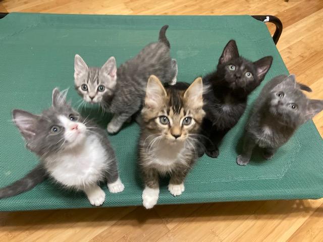 KITTENS - five from 4 groups, Adoptable, Kitten Male Domestic Short Hair.