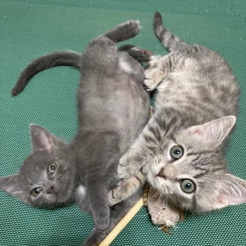 Enlarge KITTENS - five from 4 groups, a Adoptable mixed breed in Watkinsville, GA image 4/4