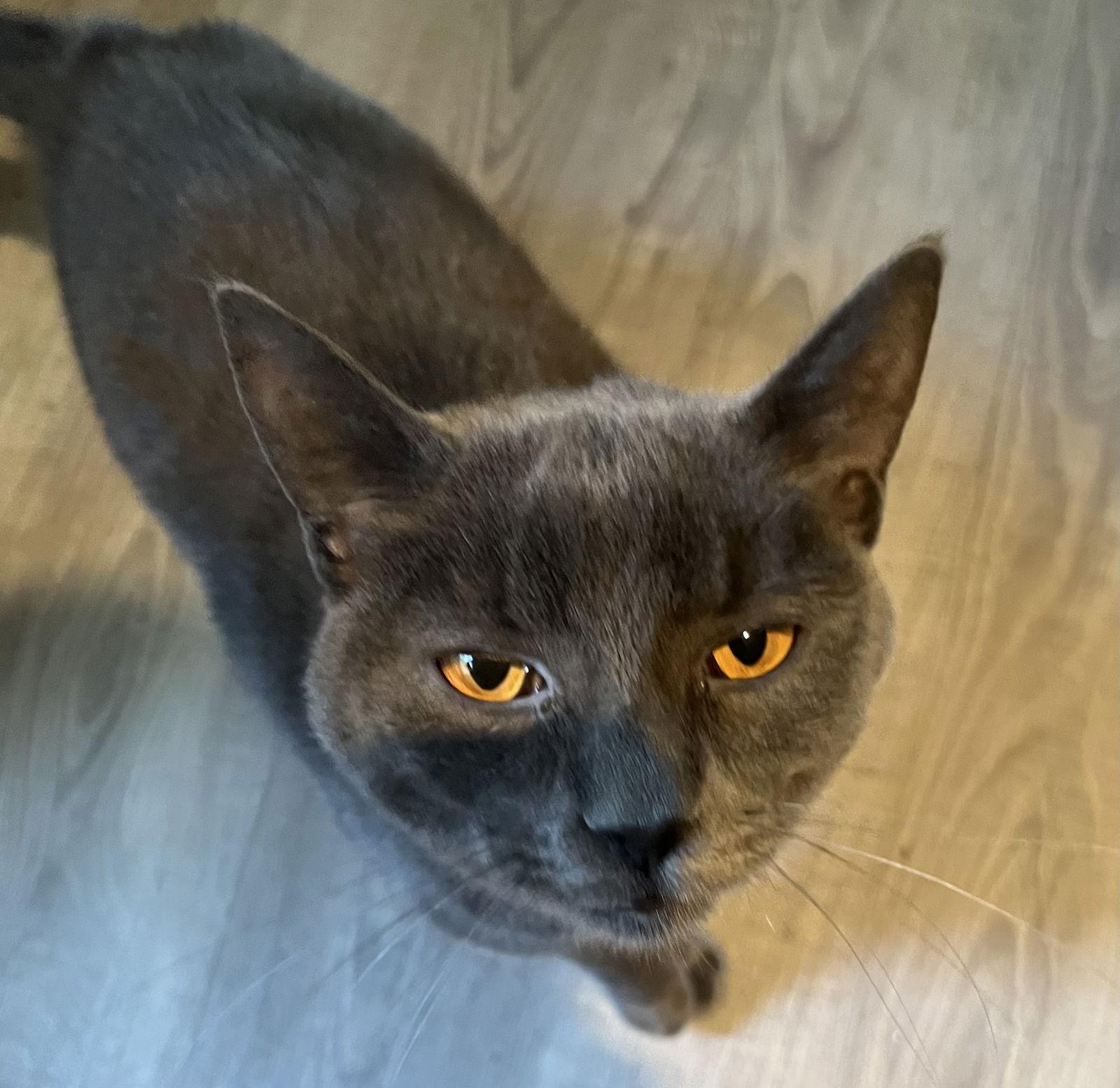 Enlarge Lovey Grey (male), a Adoptable Domestic Short Hair in Trenton, NJ image 1/3