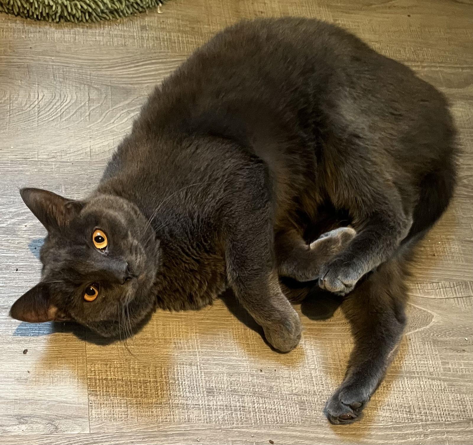 Enlarge Lovey Grey (male), a Adoptable Domestic Short Hair in Trenton, NJ image 2/3