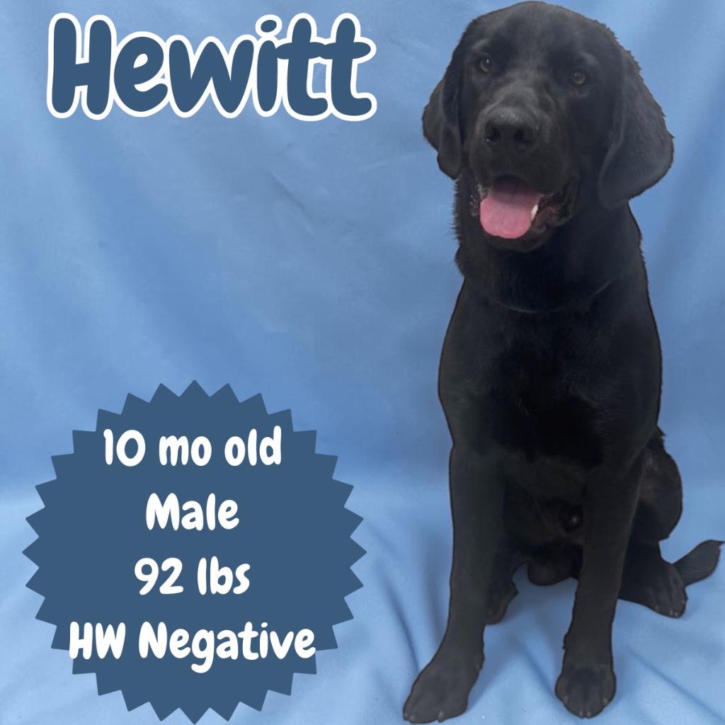 Enlarge Hewitt, a Adopted mixed breed in Sorrento, LA image 1/2