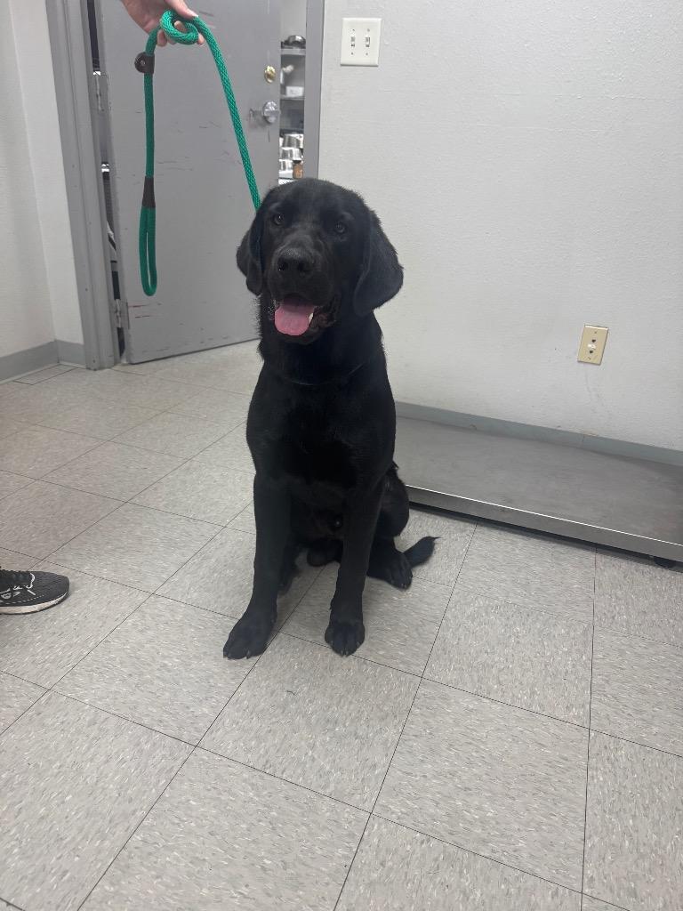 Enlarge Hewitt, a Adopted mixed breed in Sorrento, LA image 2/2