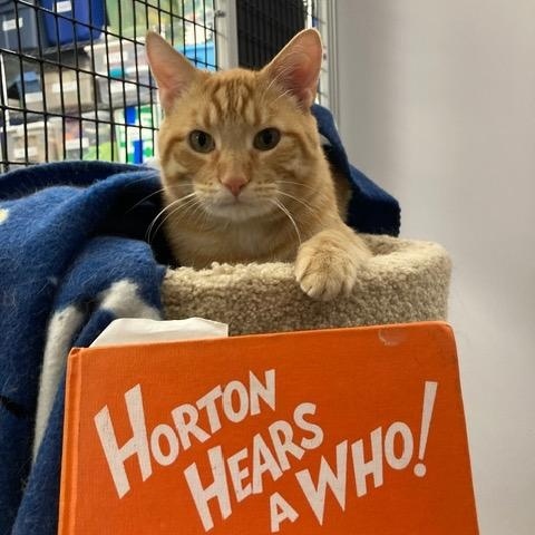 Macaroni *, ADOPTABLE, Young Male Domestic Short Hair.