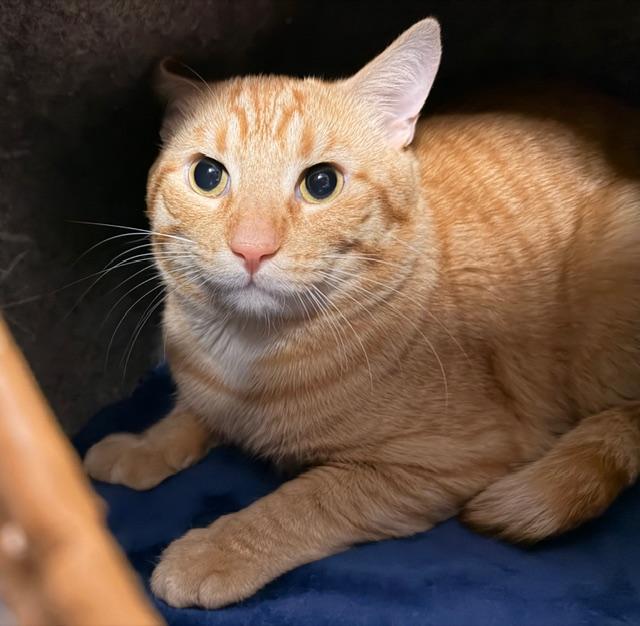 Macaroni * — thumbnail 2