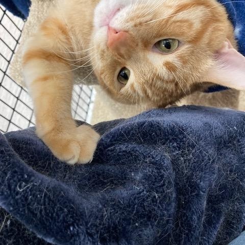 Enlarge Macaroni *, a ADOPTABLE Domestic Short Hair in Douglas, MI image 2/2