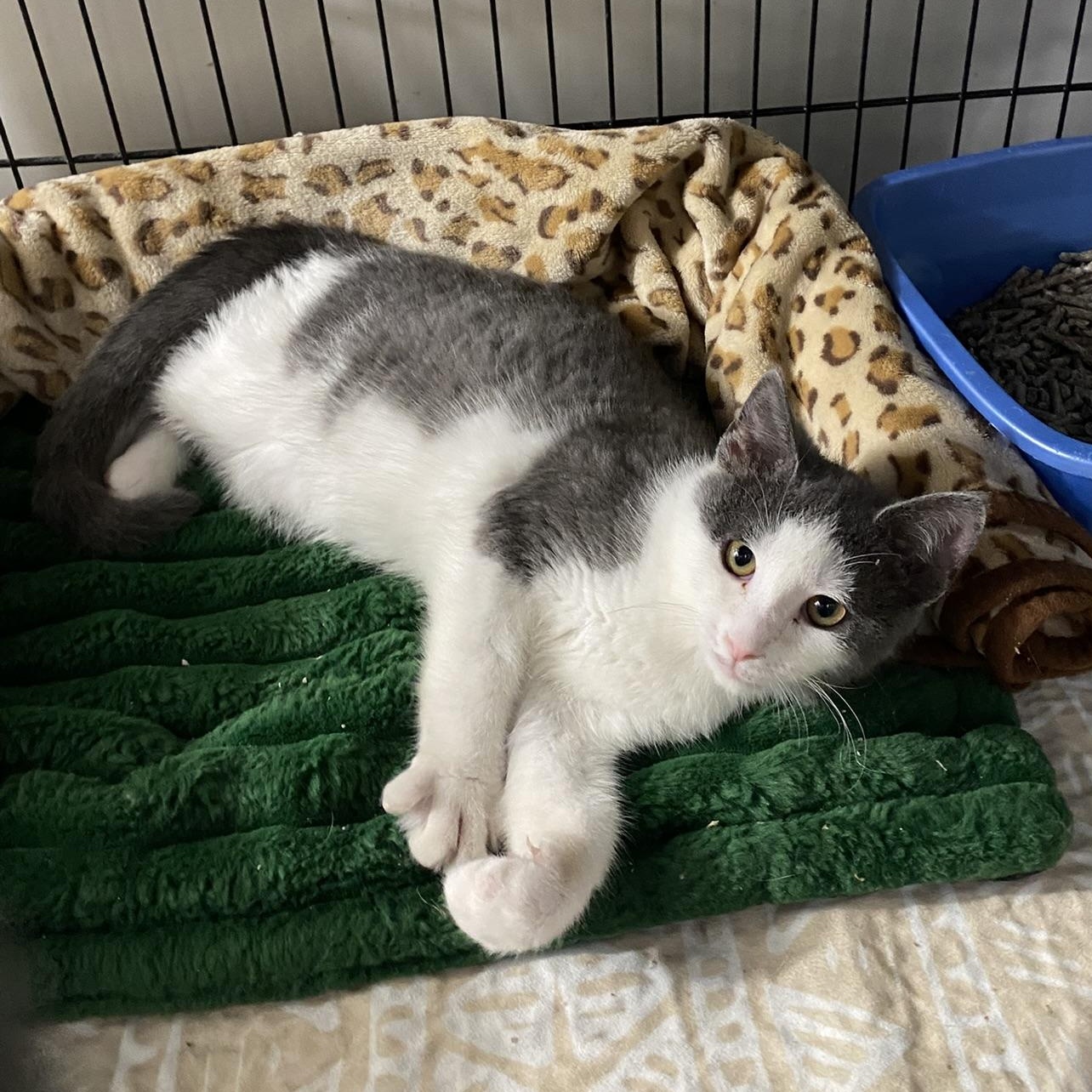 Dano, adopted, Kitten Male Domestic Short Hair.