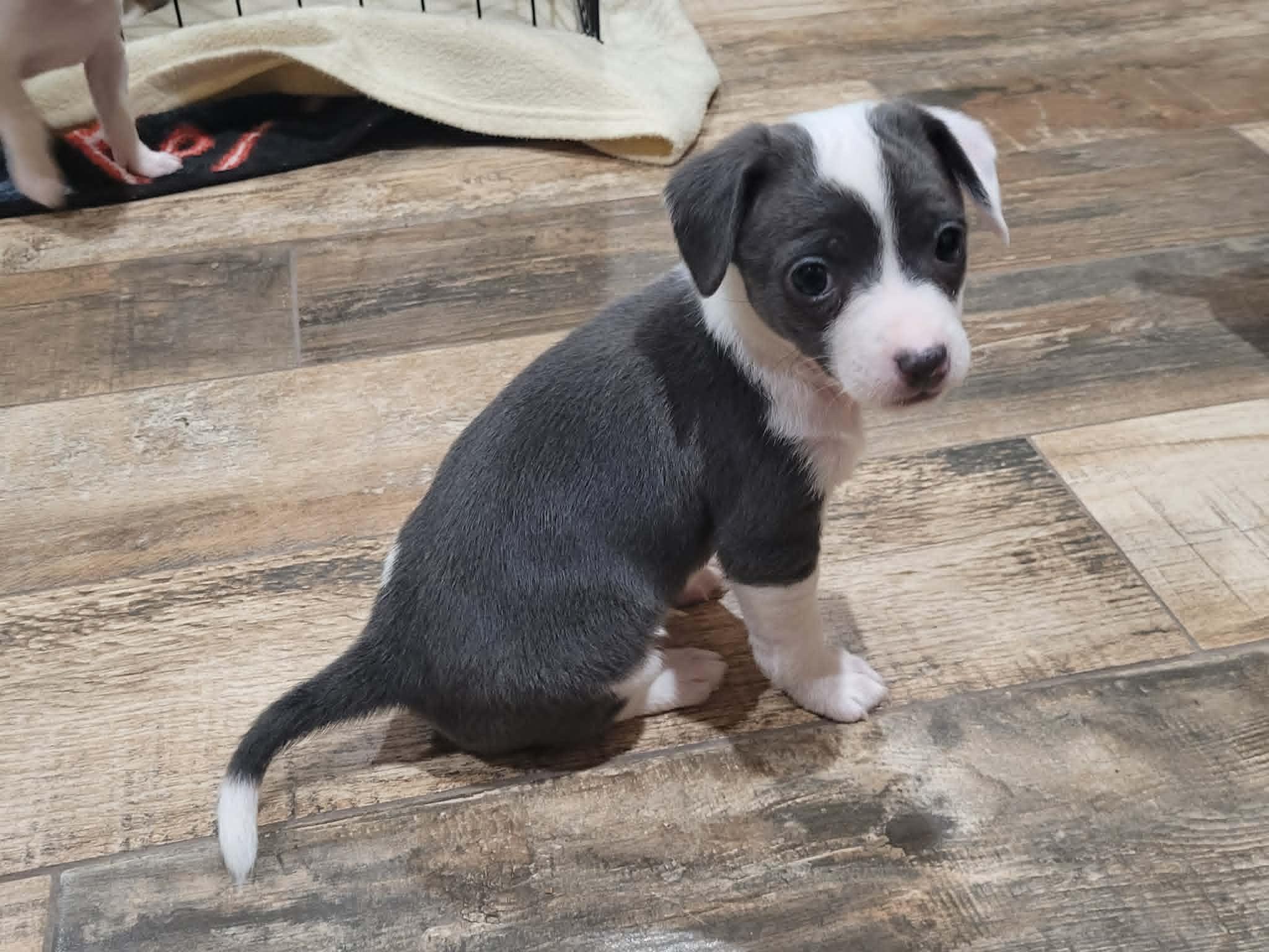 Enlarge Matilda, an adopted mixed breed in New River, AZ image 1/5