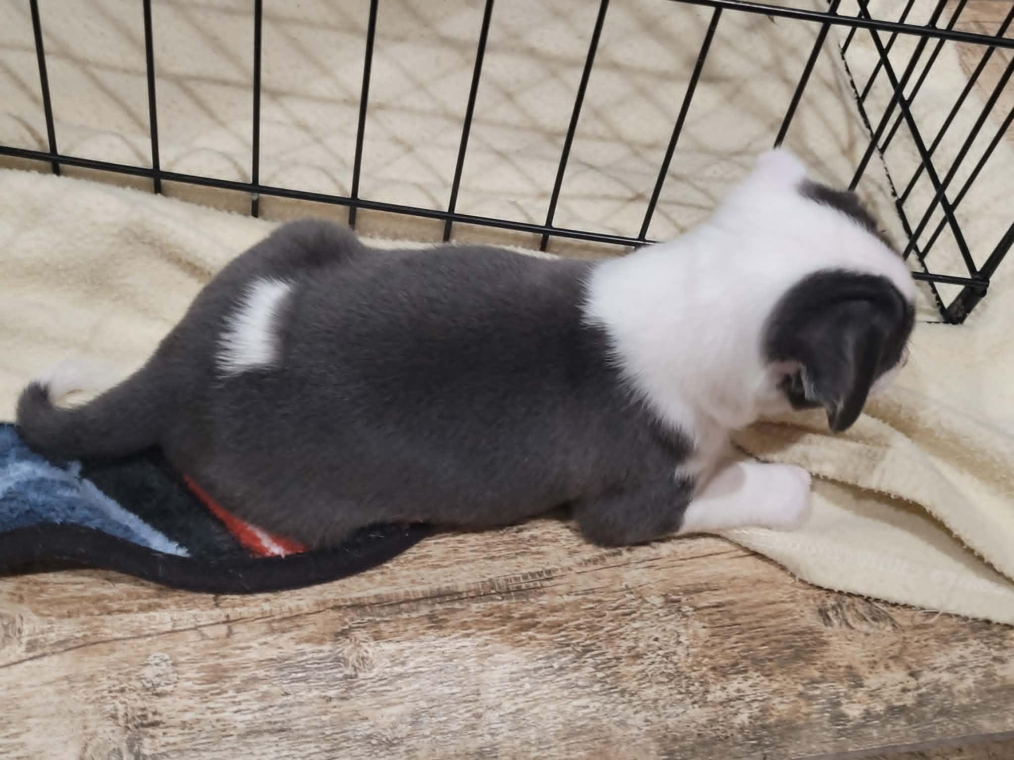 Enlarge Matilda, an adopted mixed breed in New River, AZ image 4/5