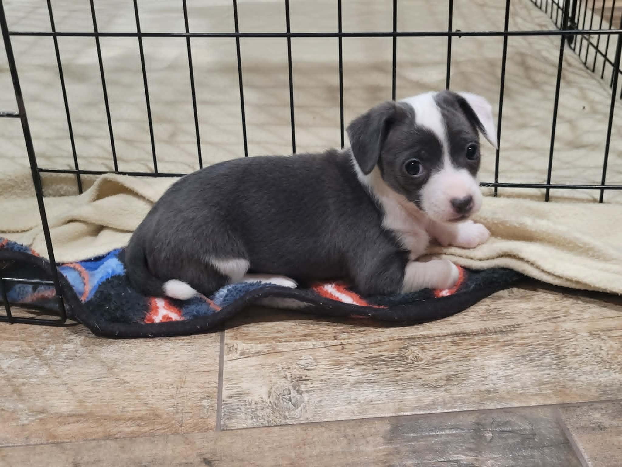 Enlarge Matilda, an adopted mixed breed in New River, AZ image 2/5