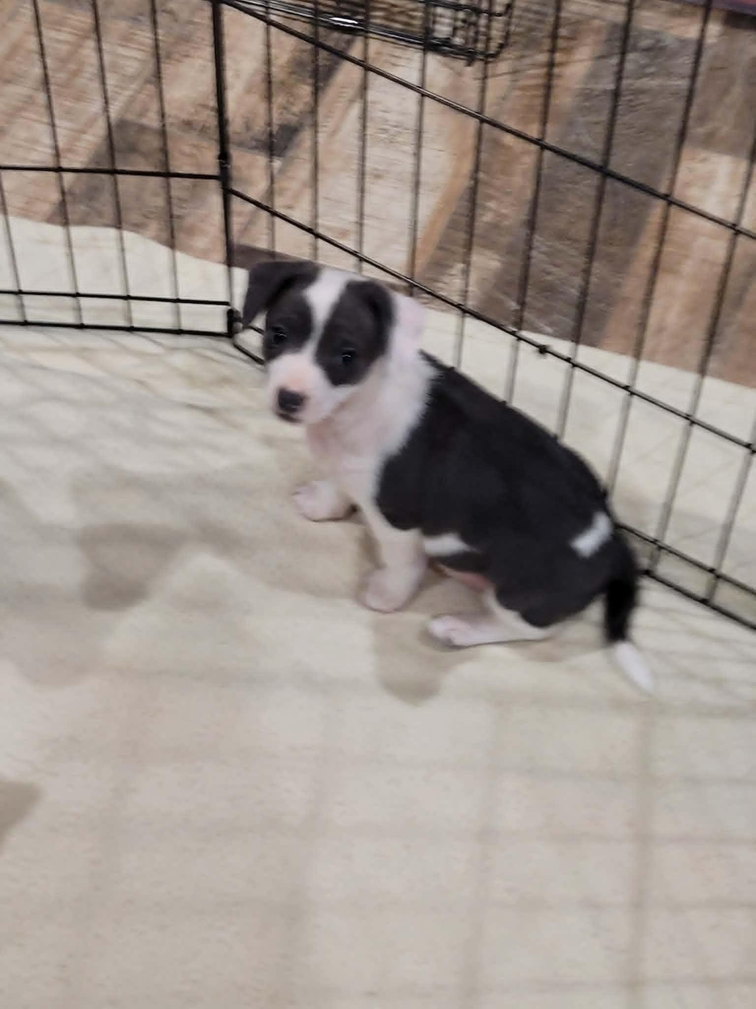 Enlarge Matilda, an adopted mixed breed in New River, AZ image 3/5