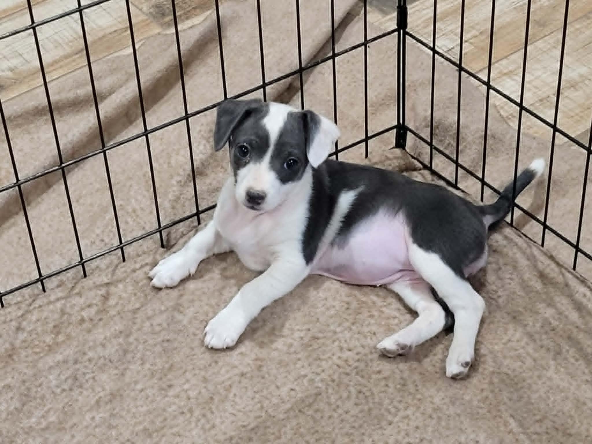 Enlarge Matilda, an adopted mixed breed in New River, AZ image 5/5