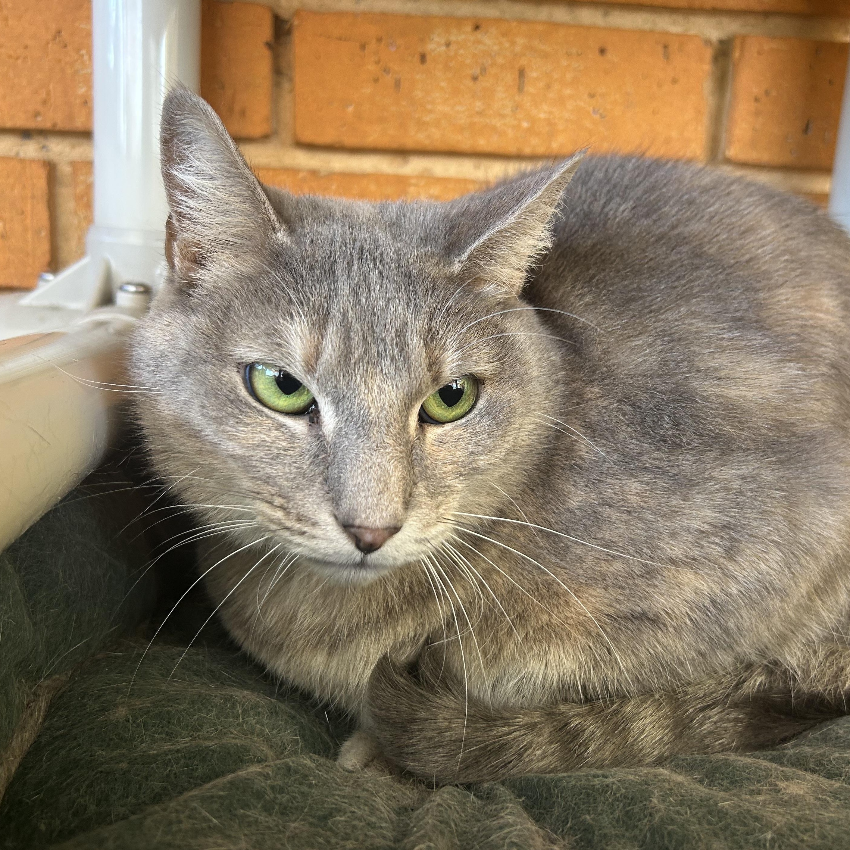 Enlarge Taffy, a Adoptable Domestic Short Hair in Madison Heights, MI image 1/4