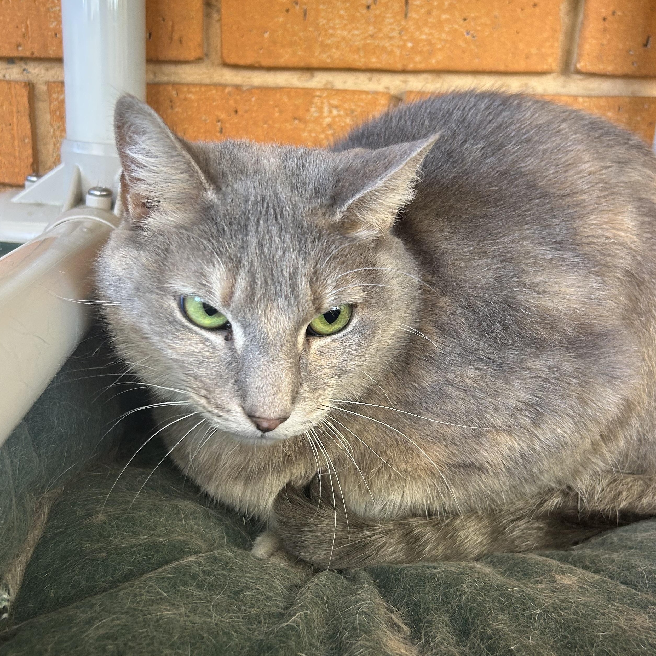 Enlarge Taffy, a Adoptable Domestic Short Hair in Madison Heights, MI image 2/4