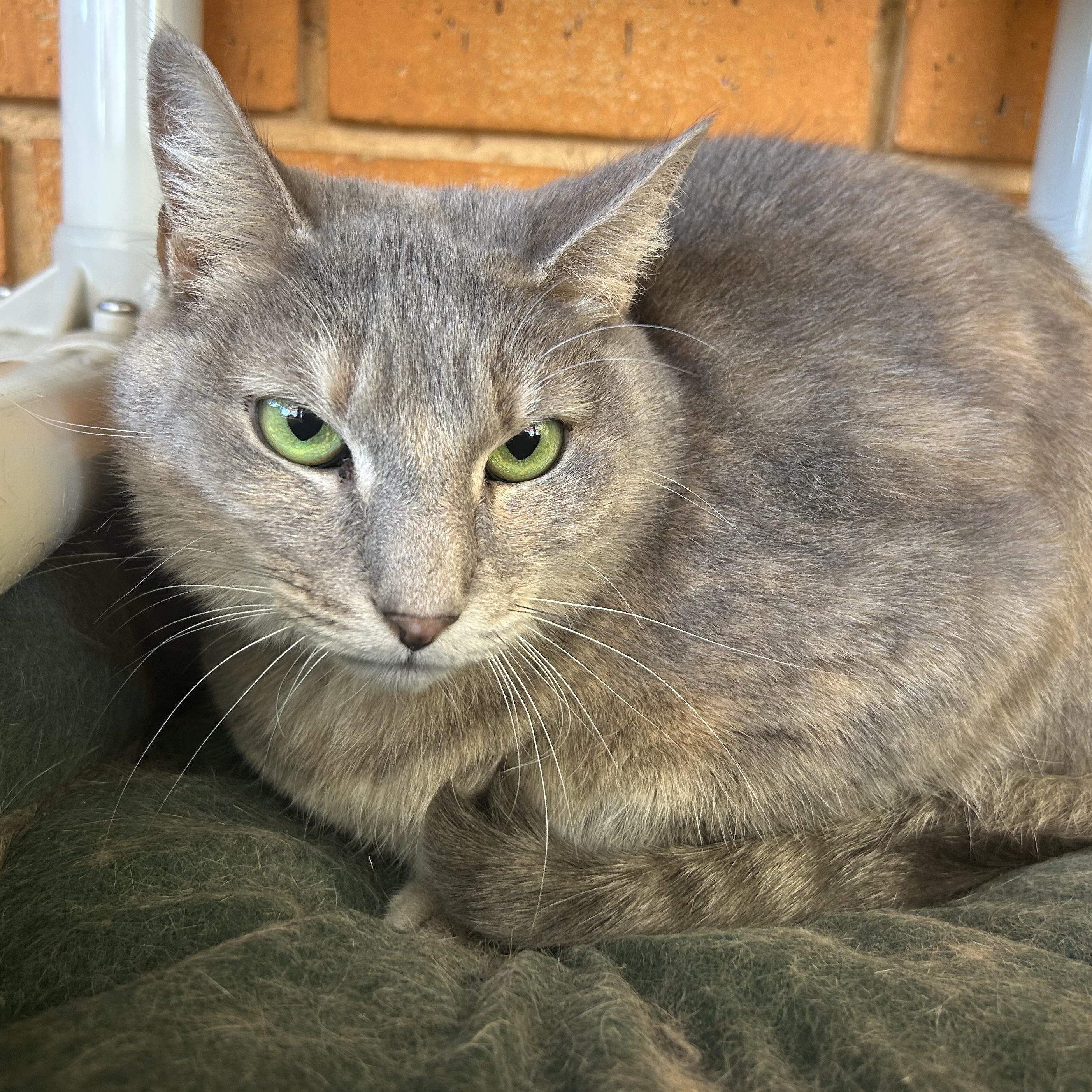 Enlarge Taffy, a Adoptable Domestic Short Hair in Madison Heights, MI image 4/4