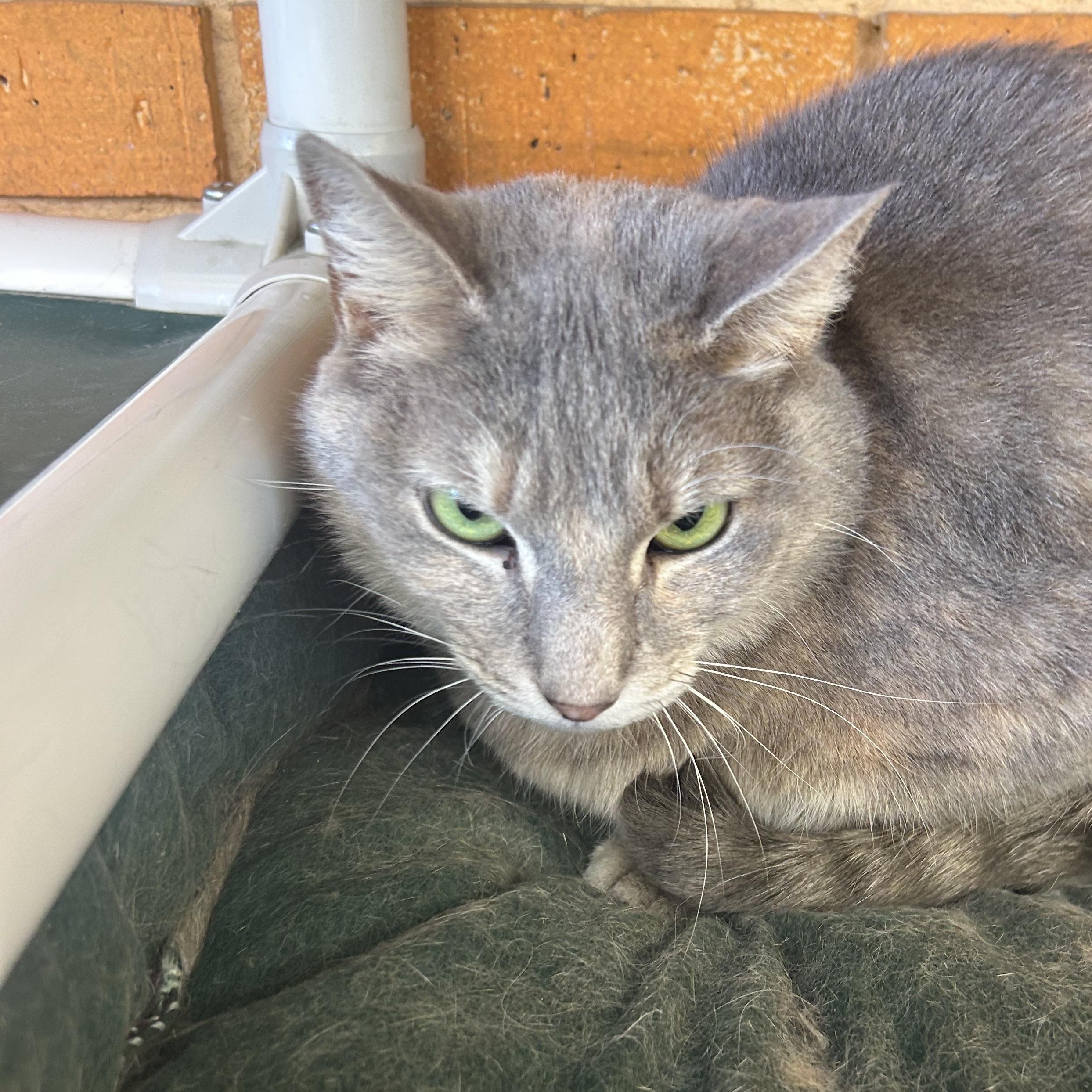 Enlarge Taffy, a Adoptable Domestic Short Hair in Madison Heights, MI image 3/4
