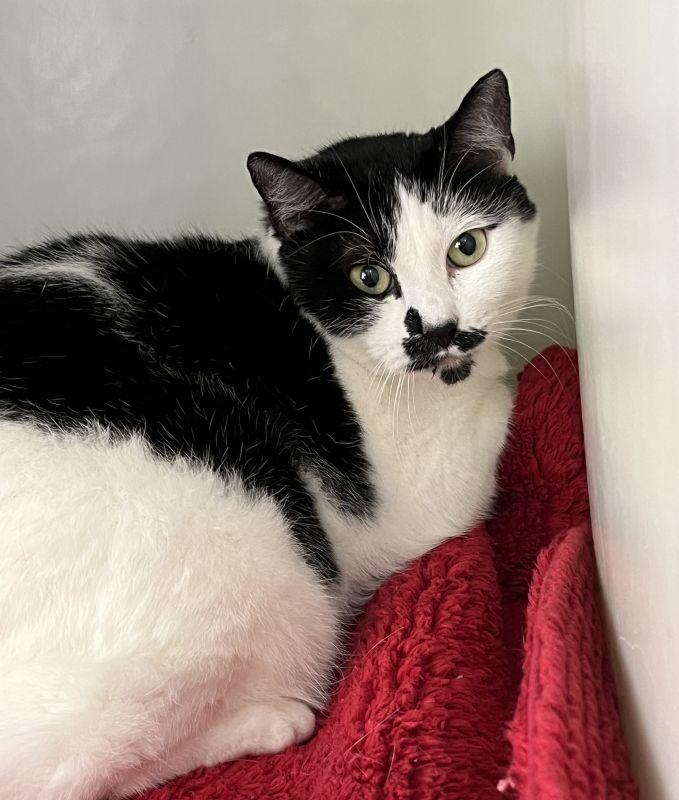 Enlarge Minnie, a Adopted Domestic Short Hair in Genoa, IL image 1/1