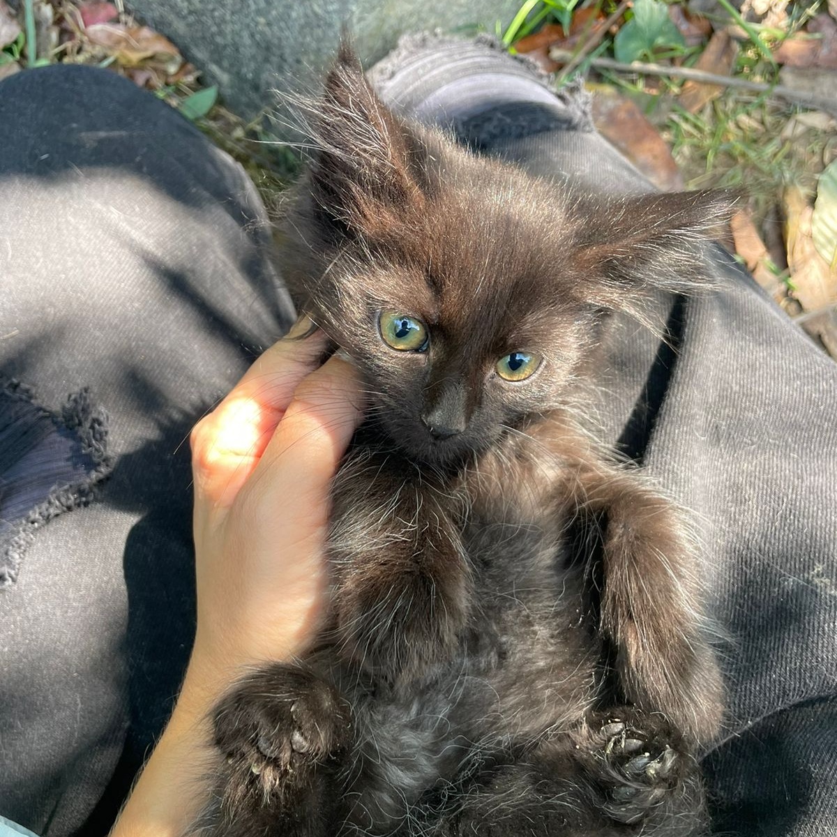 Cat for adoption Michael, a Domestic Long Hair & Domestic Short Hair