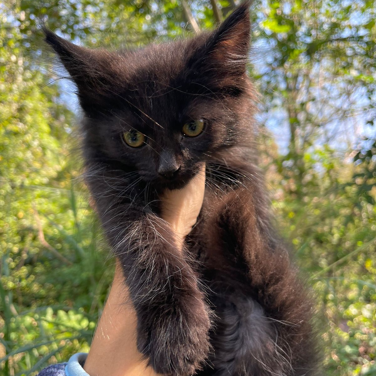 Cat for adoption Michael, a Domestic Long Hair & Domestic Short Hair