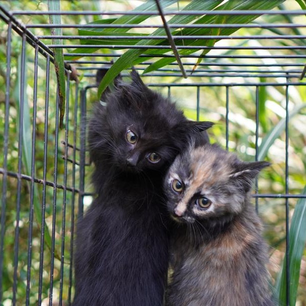 Cat for adoption Michael, a Domestic Long Hair & Domestic Short Hair