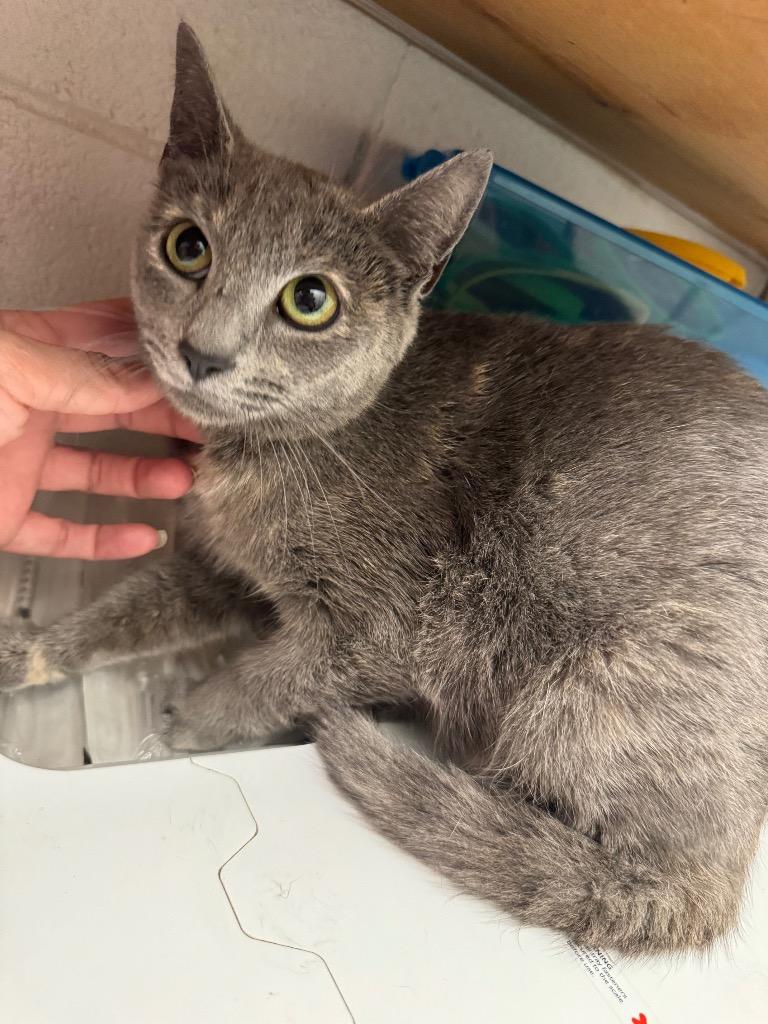 Enlarge Violet, a Adoptable Dilute Tortoiseshell in Johnson City, TN image 3/4