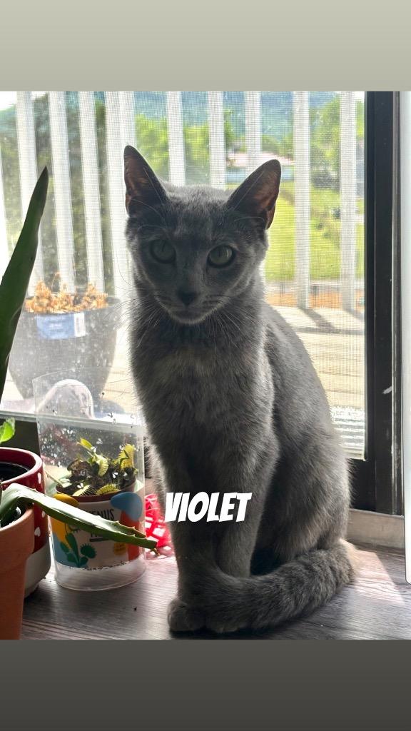 Enlarge Violet, a Adoptable Dilute Tortoiseshell in Johnson City, TN image 4/4