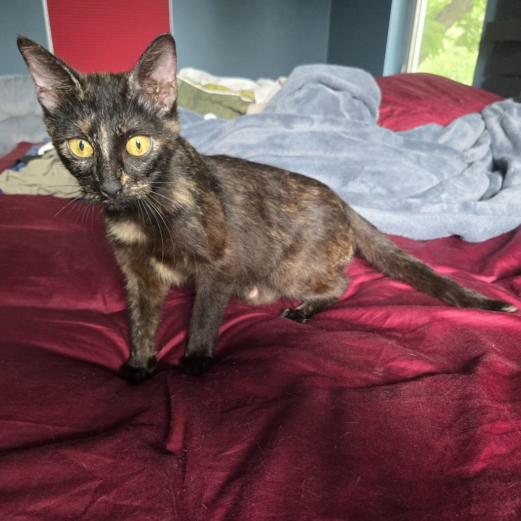Plant Lady, Adoptable, Young Female Domestic Short Hair.