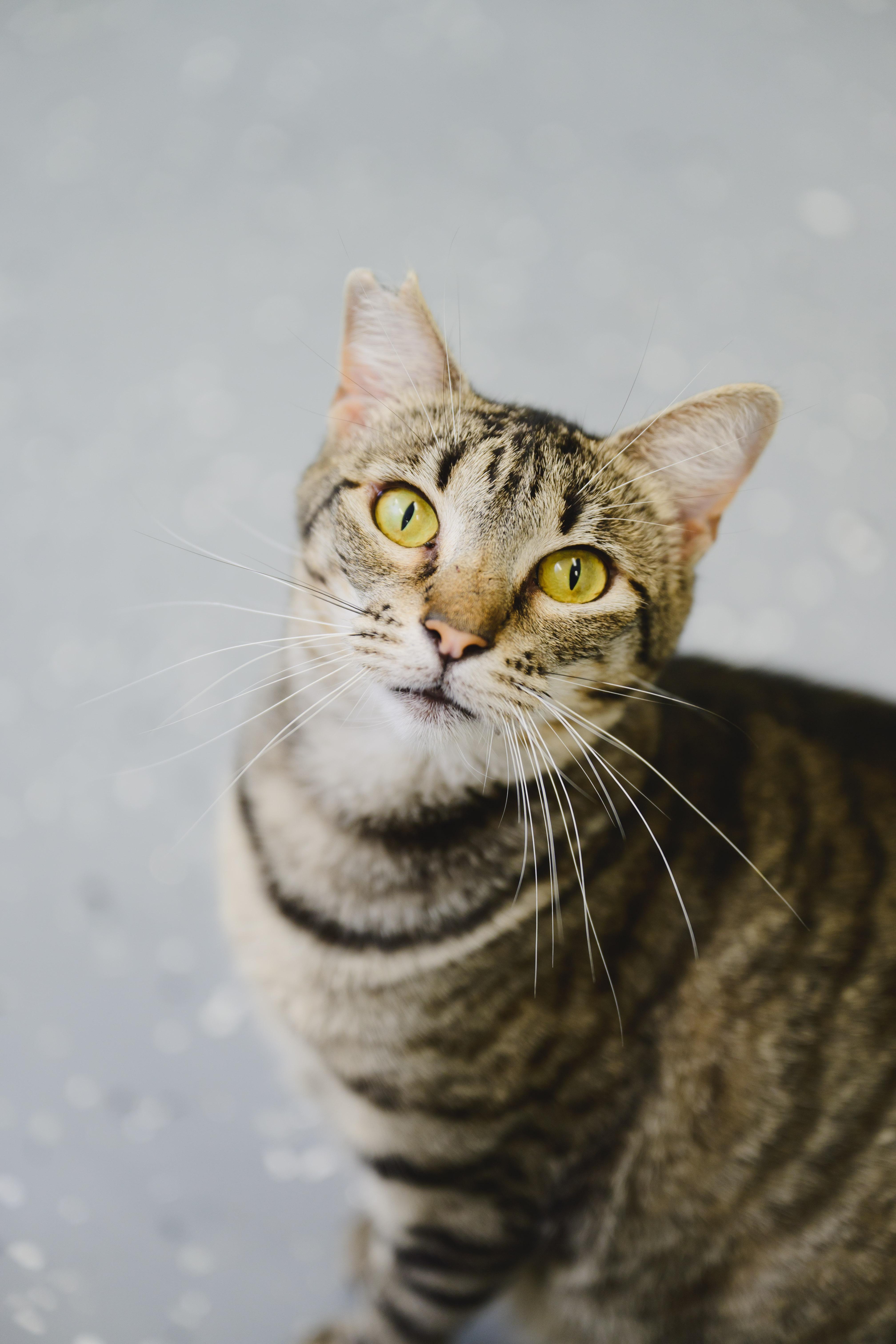 Mary, Adoptable, Adult Female Domestic Short Hair.