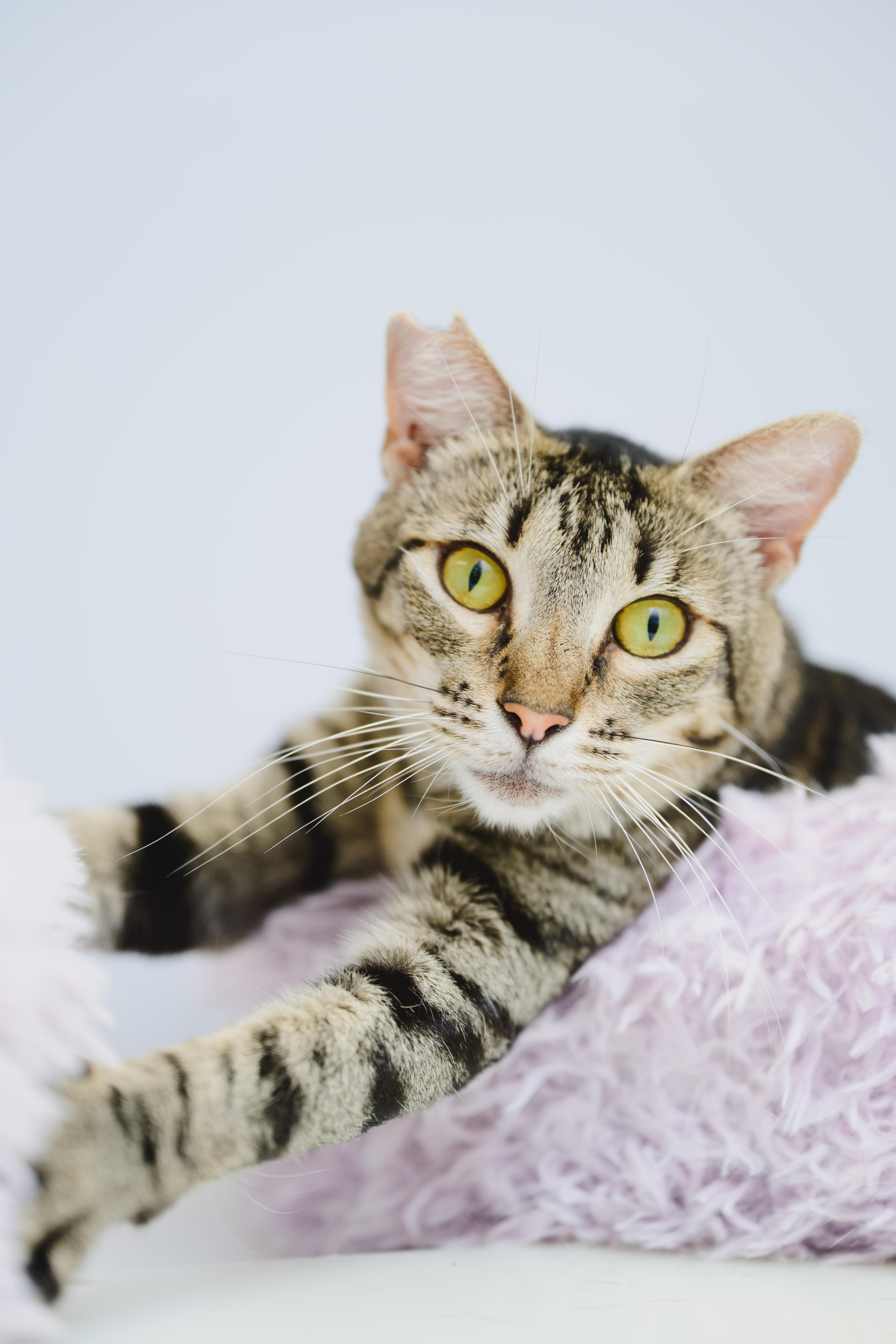 Enlarge Mary, a Adoptable Domestic Short Hair in Honolulu, HI image 2/6