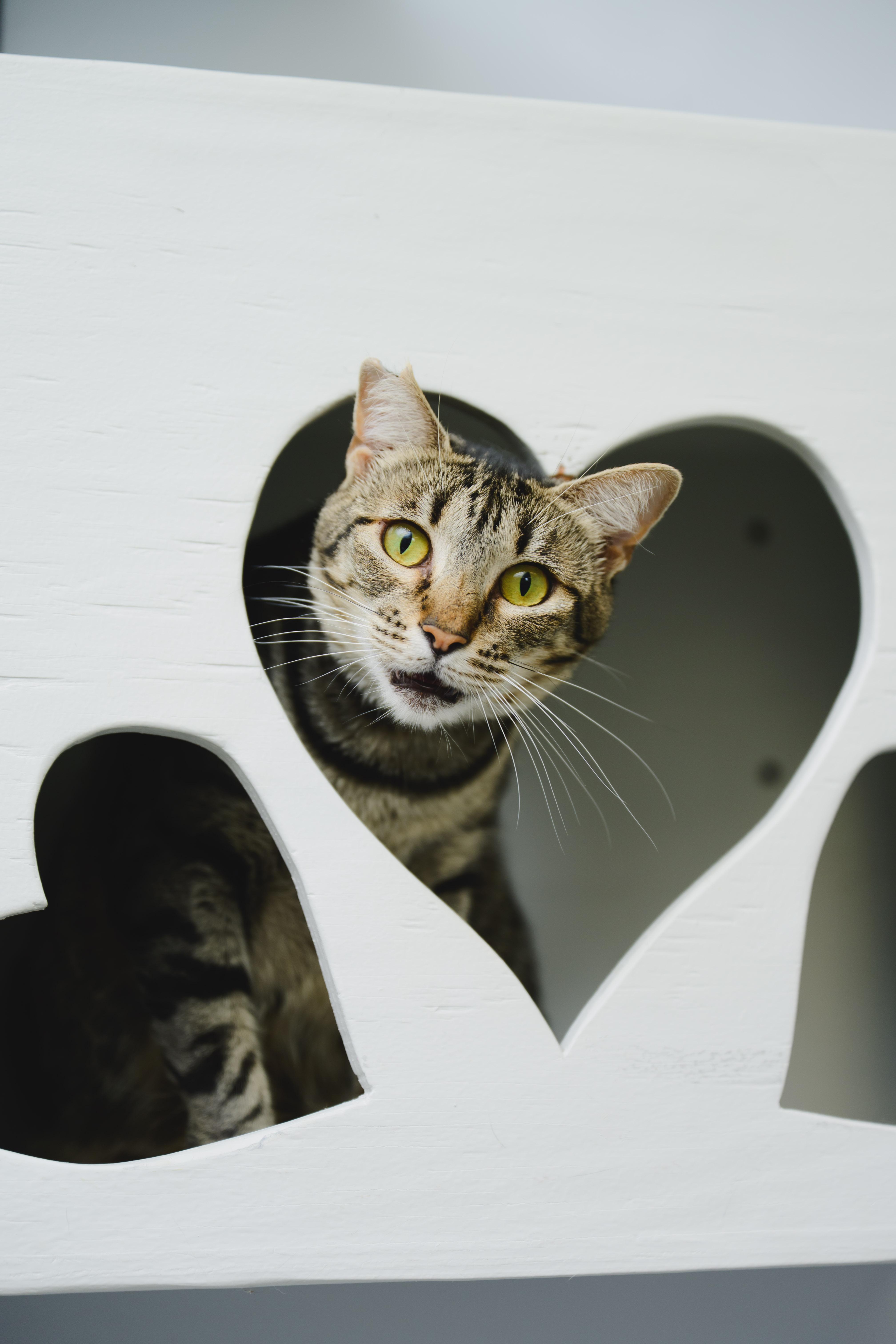 Enlarge Mary, a Adoptable Domestic Short Hair in Honolulu, HI image 3/6